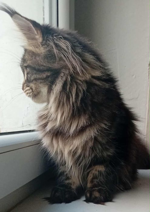 Koteczka Maine Coon z rodowodem