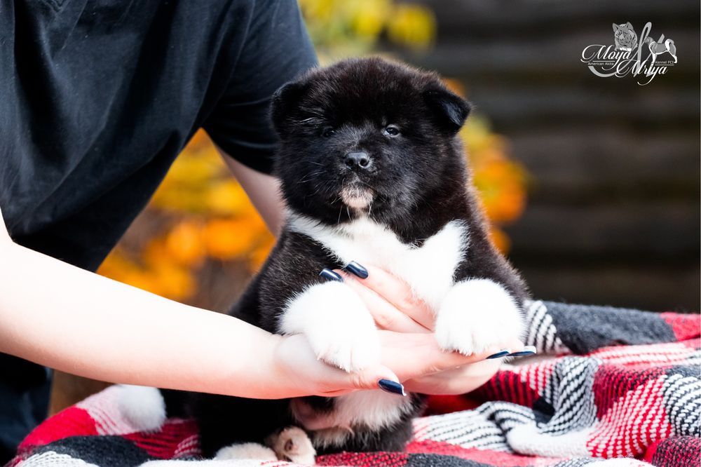 Американська акіта/ американская акита/ american akita