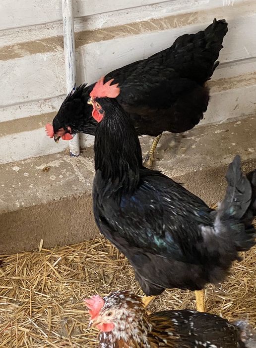 Galinhas e galos pretos.