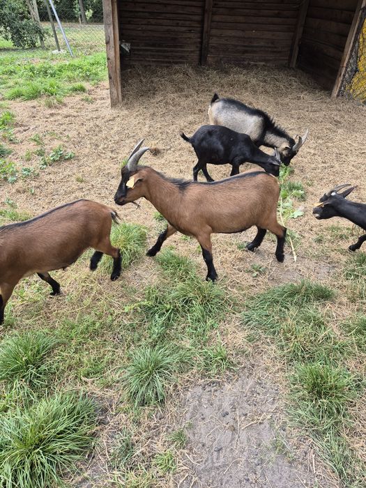 Kozy miniaturowe do ogrodów, zabawy z dziećmi, skubania trawy.