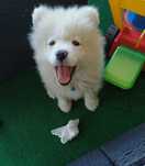 Samojed szczeniak, ostatni piesek