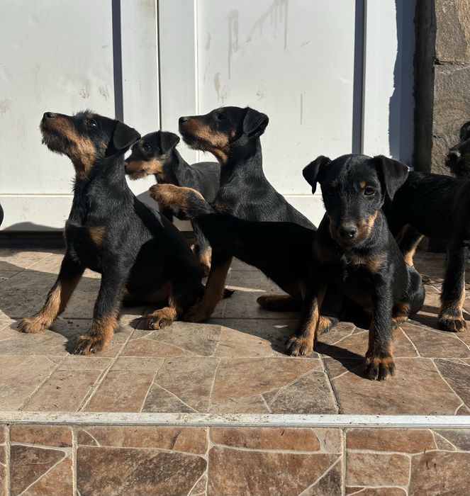 Цуценята Німецький ягдтерʼєр