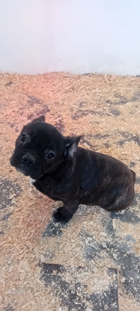Cachorrinha para venda