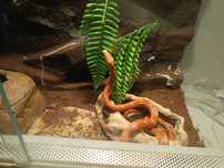 Sprzedam węża zbożowego wraz z terrarium