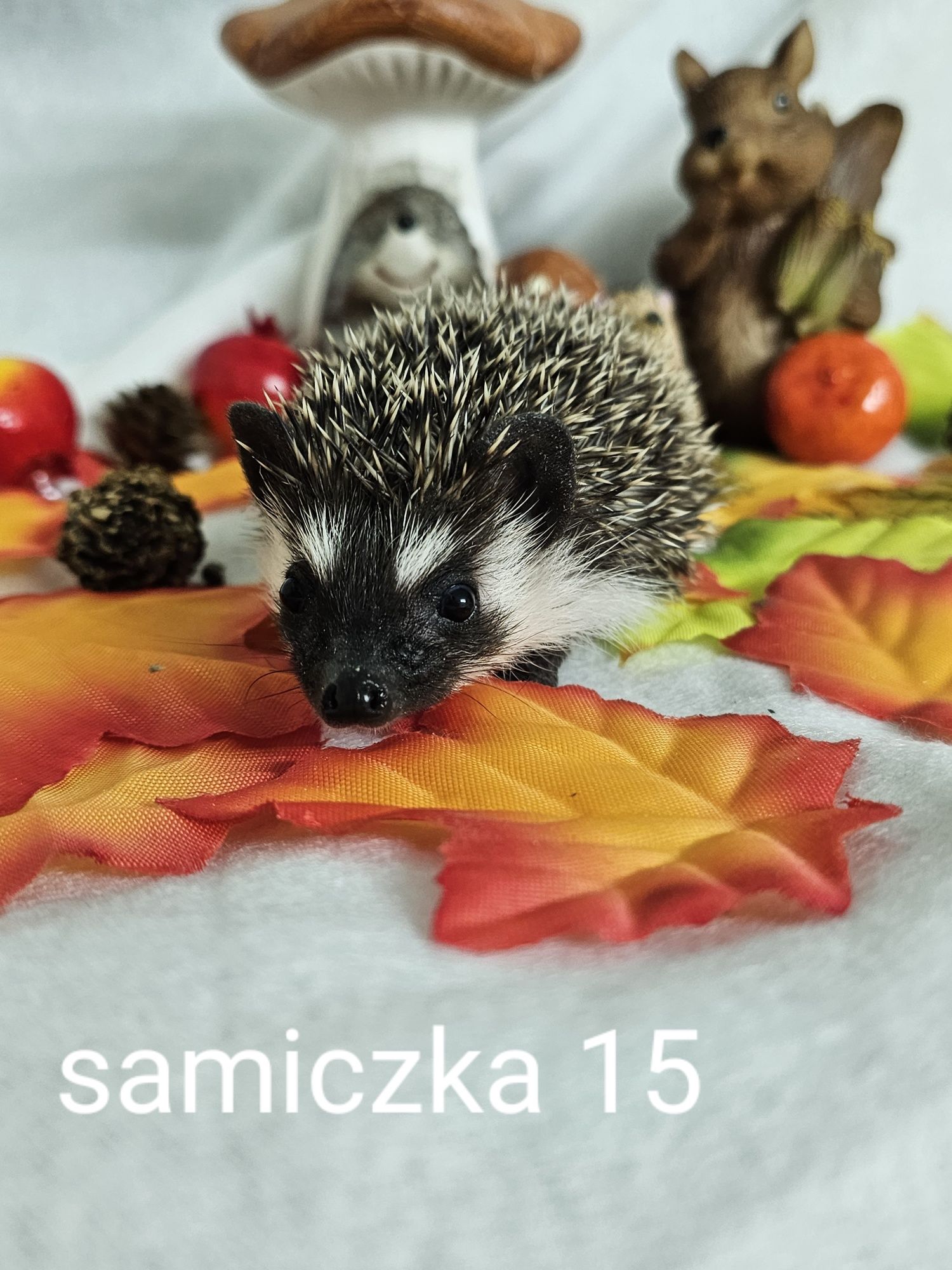 Jeż afrykanski jez pigmejski