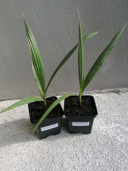 Waszyngtonia (Washingtonia robusta)+GRATIS!