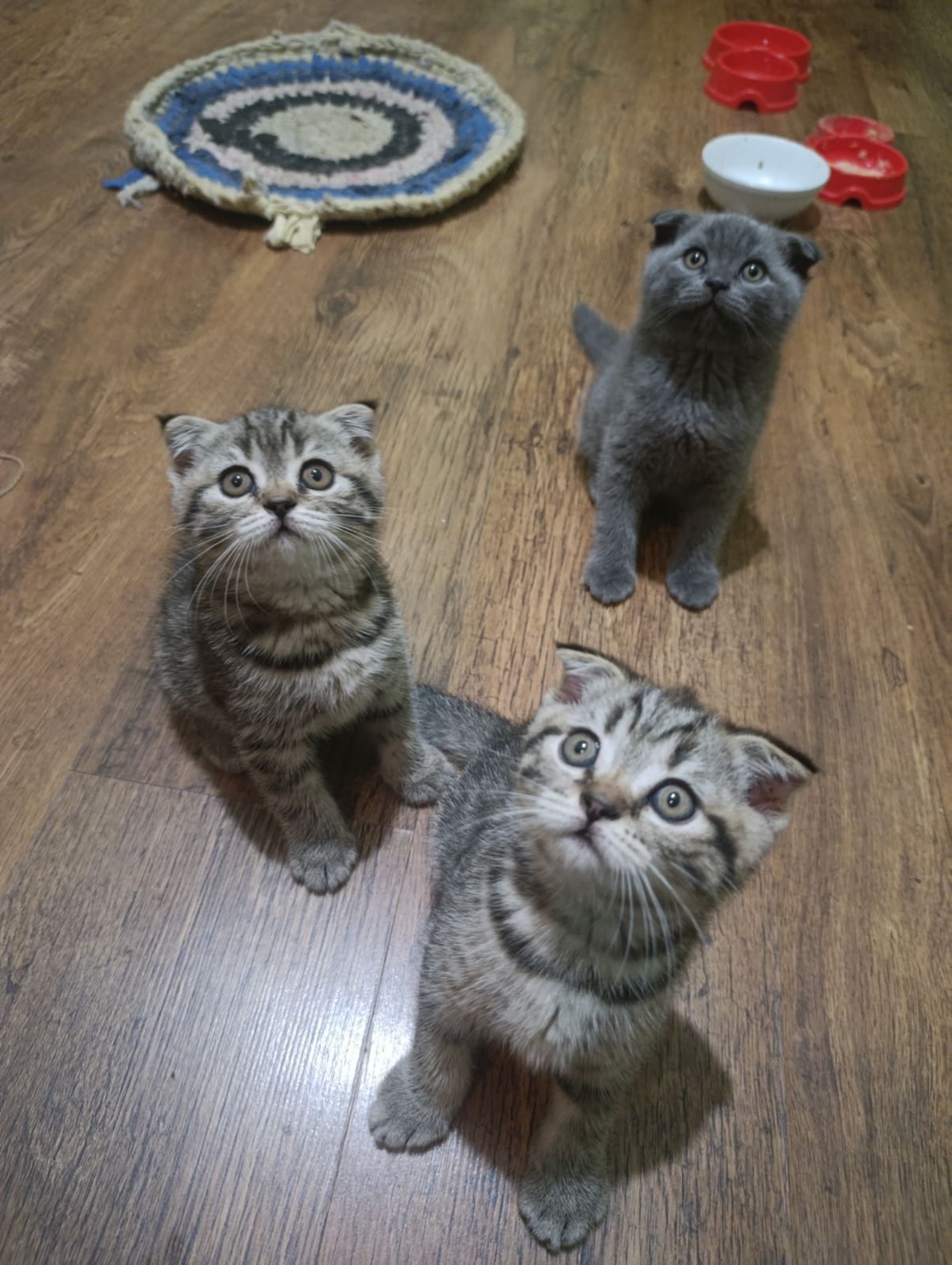 Продам висловухих кошенят