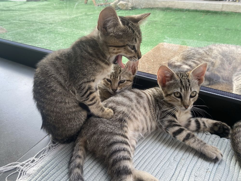Dão-se gatinhas