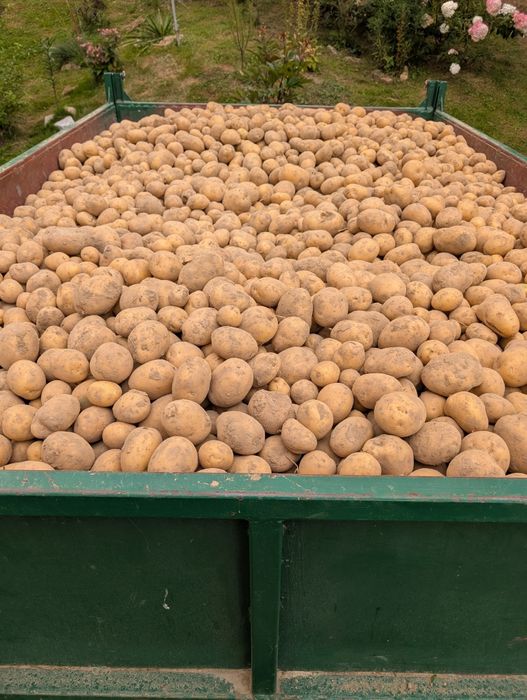 Sprzedam ziemniaki jadalne