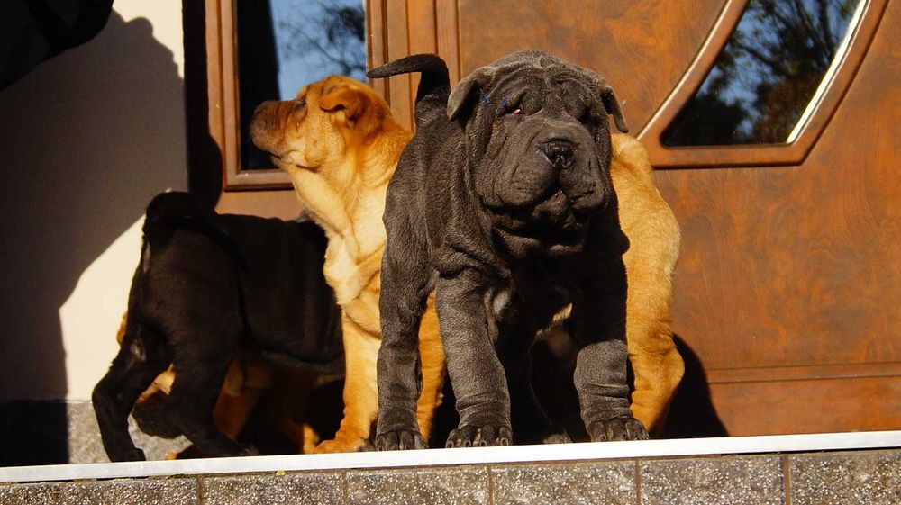 Filo,Shar Pei, blue samiec z rodowodem, rodzice importy FCI
