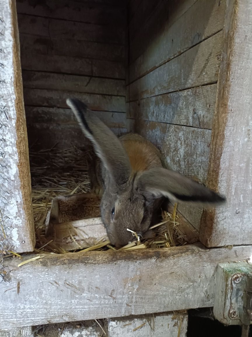 Sprzedam króliki bos