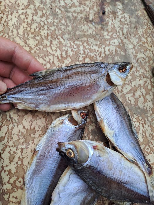 Продам тарань,  плотва  чищена