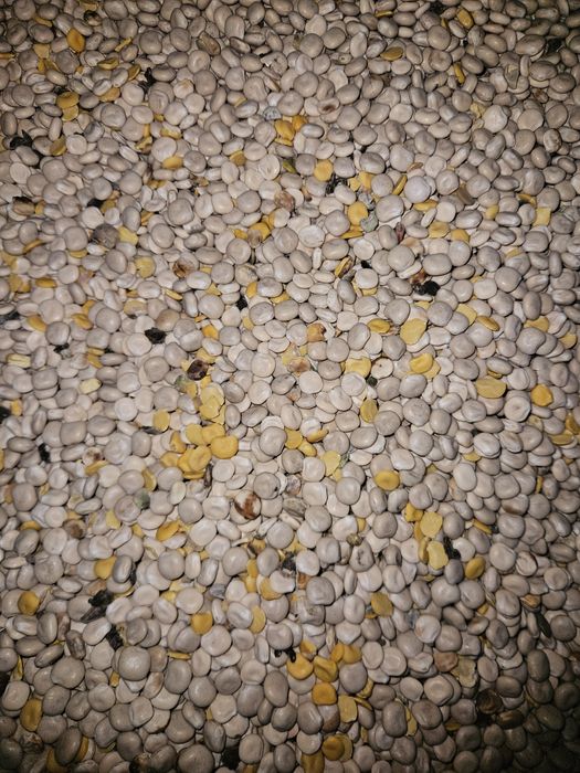 Łubin  biały na pasze