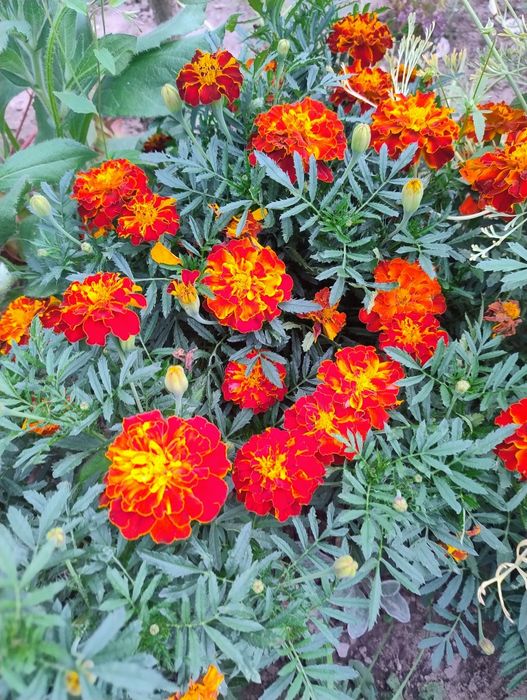 Aksamitka rozpierzchła, niska pomarańczowa, nasiona 1g