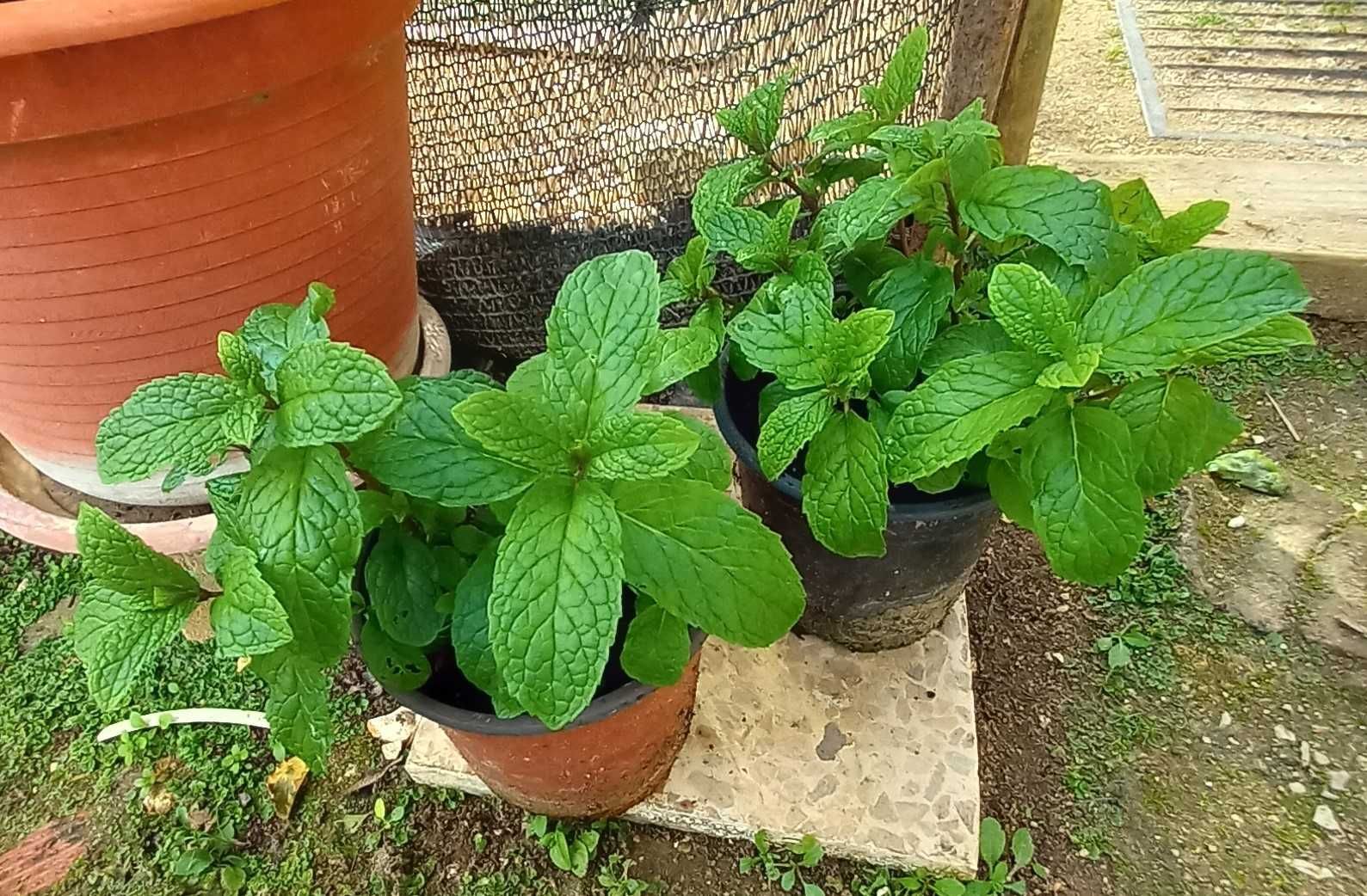 Planta Hortelã em Vaso