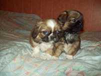 pekinczyk pekinczyki