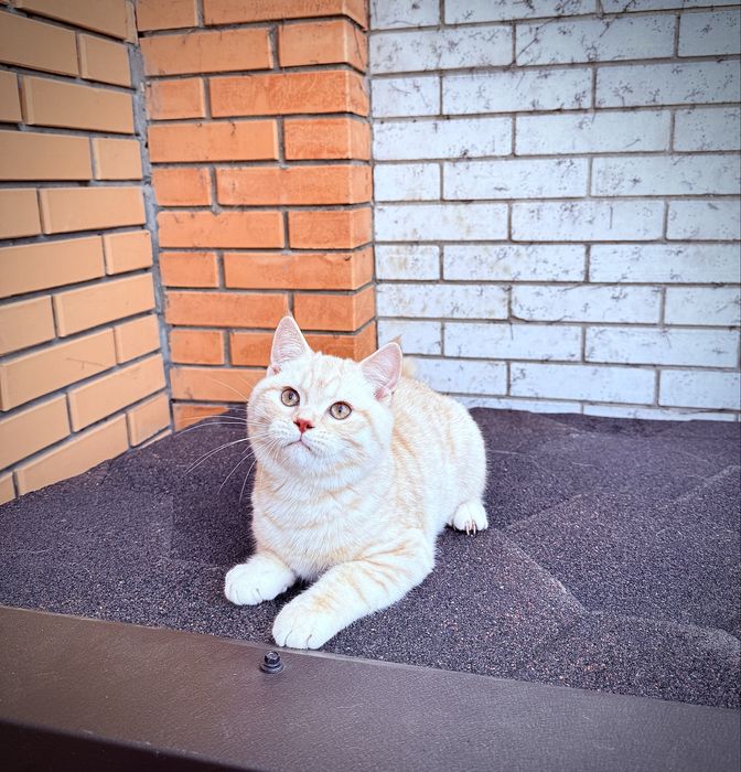 Шотландского мальчика