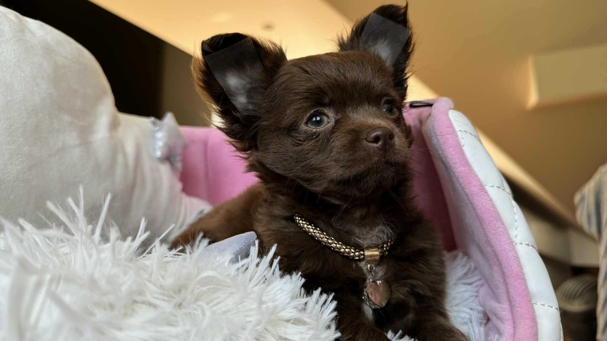 Chihuahua Mini Piesek z Rodowodem-Czekoladowy