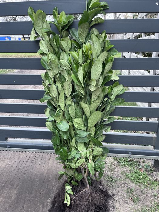 !Laurowisnia novita 60-90 cm mrozoodporna