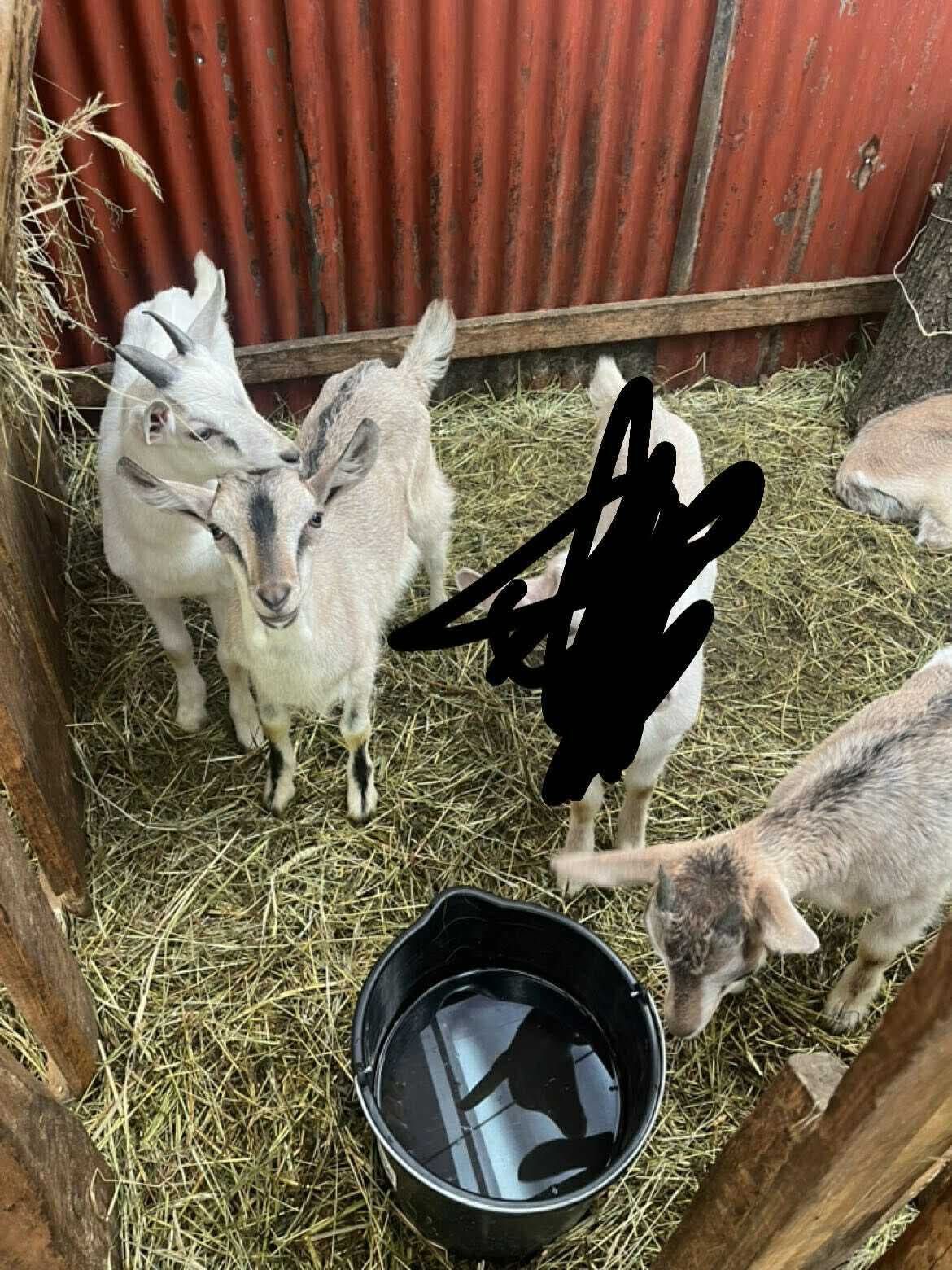 Młode zdrowe  koźlęta