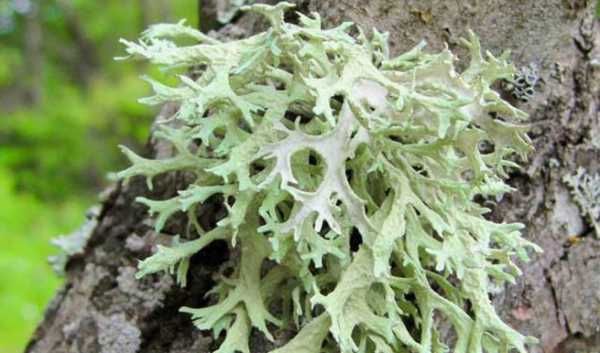 Дубовый мох, Эверния сливовая, мох , лесной мох , древесный мох, Мох д