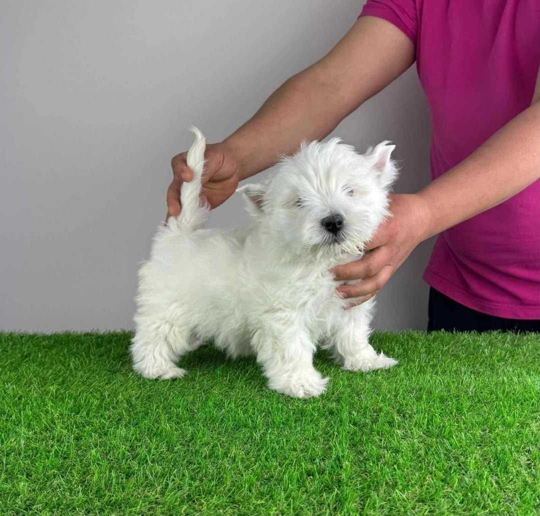 West Highland White Terrier