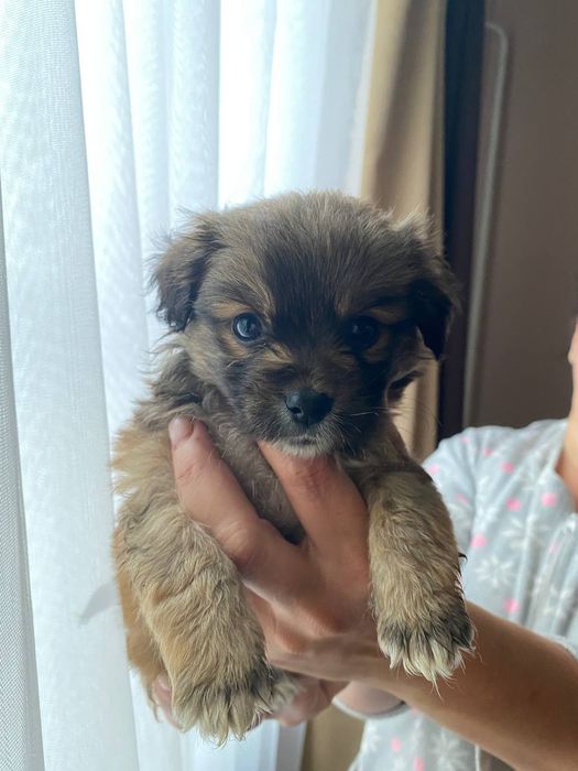 Собачки  метисти, пекінес мама  тато не відомо))) зводили з пекінесом