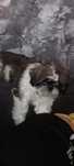 Pieski shih TZU więcej info pv