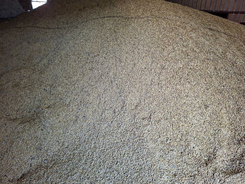 owies ekologiczny certyfikat