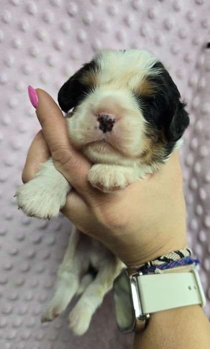 Cavalier piesek Tricolor