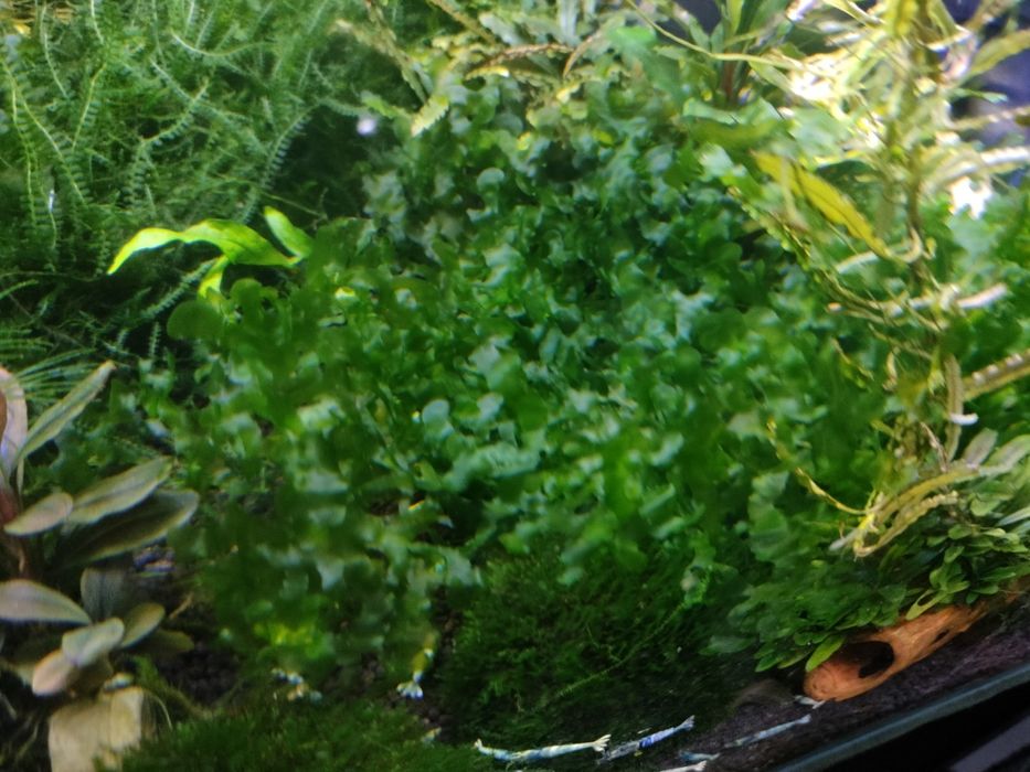 Pelia garść - roślina akwarium