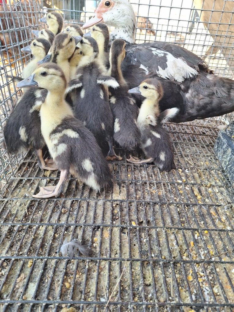 Patos mudos novos