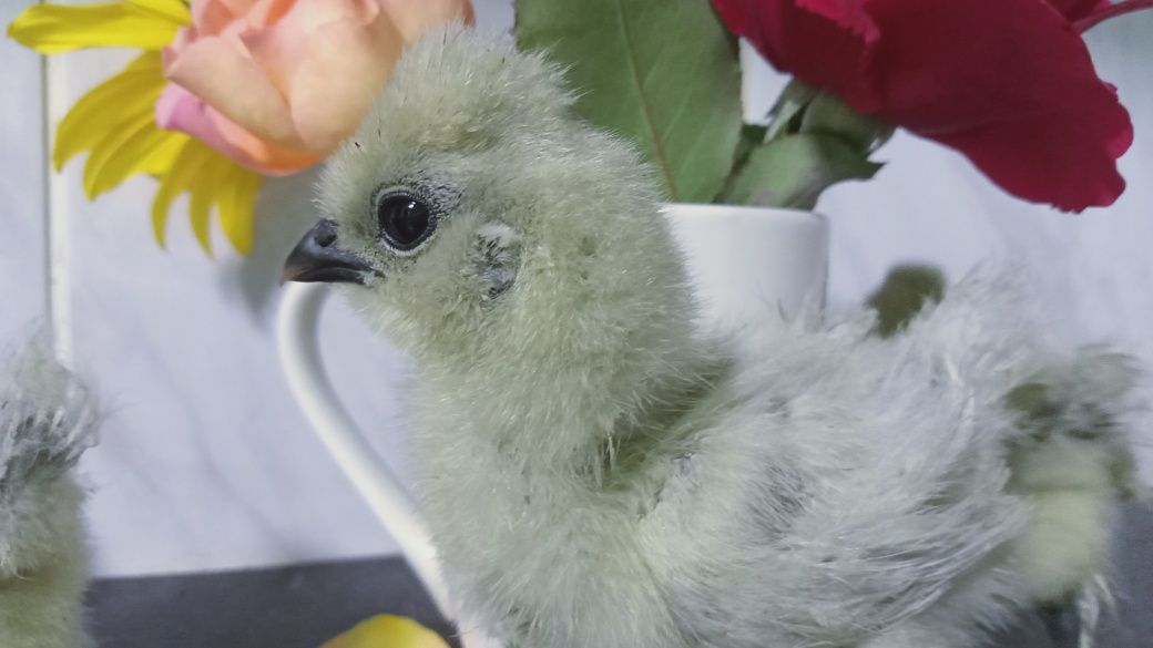 Китайські шовкові silkie кури інкубаційне яйце