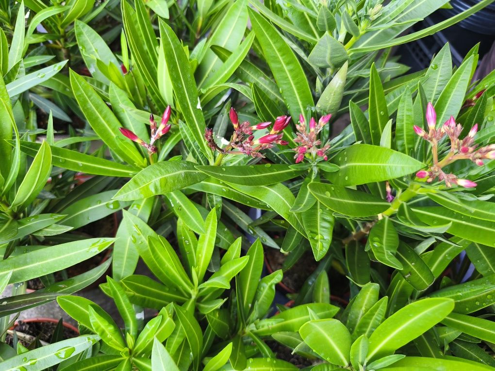 Oleander kwitnący doniczka 18cm