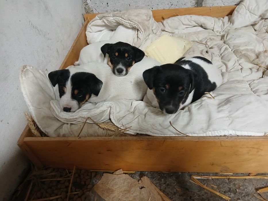 Szczeniaki jack russell terrier