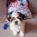 Suczka shih tzu  czeka