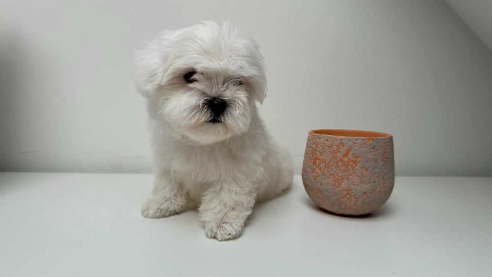 Piękna Suczka z Metryka. Maltańczyk. Mini. Do odbioru.