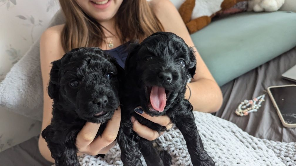 Maltipoo F1b przytulanki