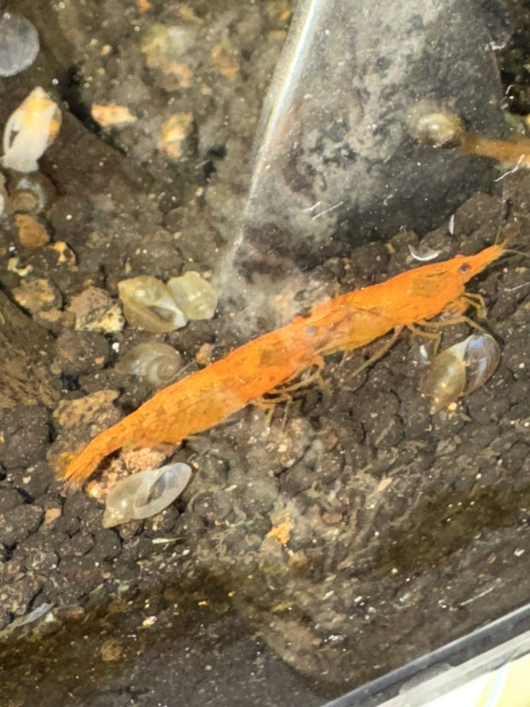 Krewetki Neocardina ORANGE