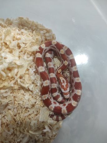 Wąż zbożowy amelastic motley strawberry zbożówka