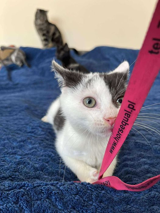 Łaciaty maleńki skarb do adopcji!