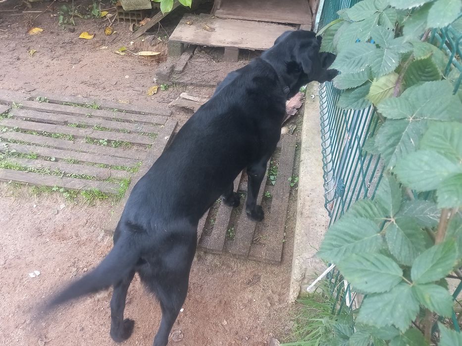 Labrador fêmea esterilizada