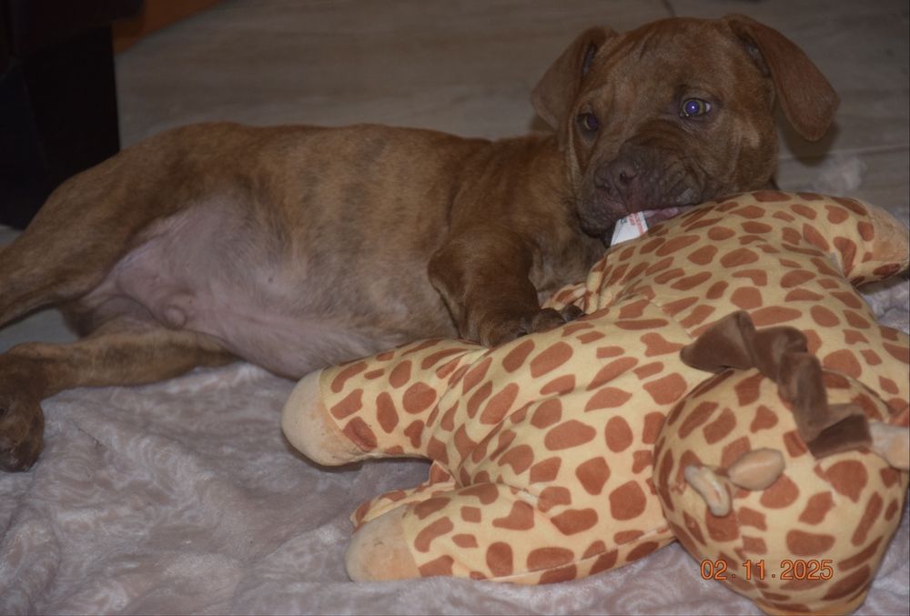 Szczeniak American pit bull terrier, pitbull