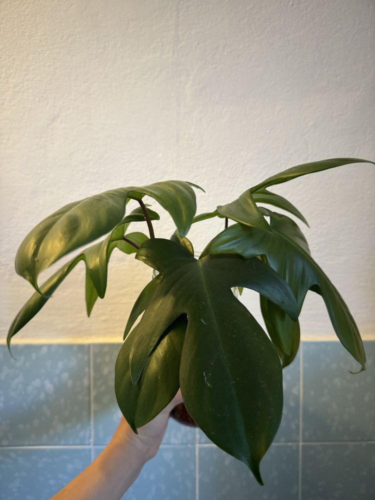 philodendron florida ghost hybrid mocno ukorzeniona sadzonka