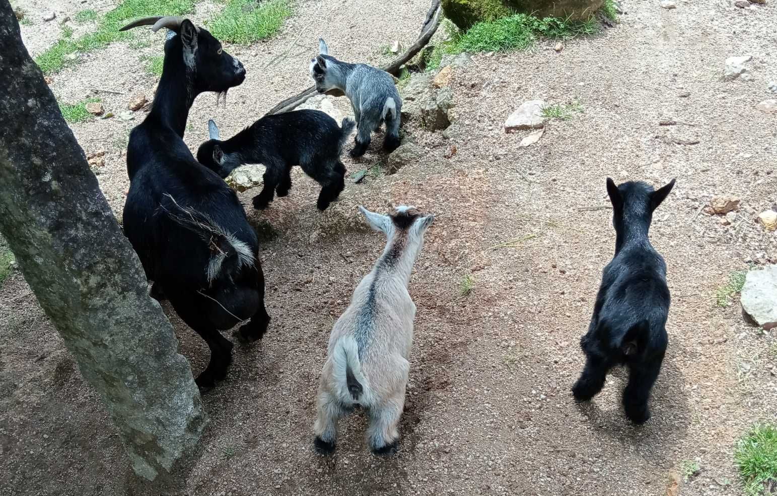 Cabras anãs/israelitas