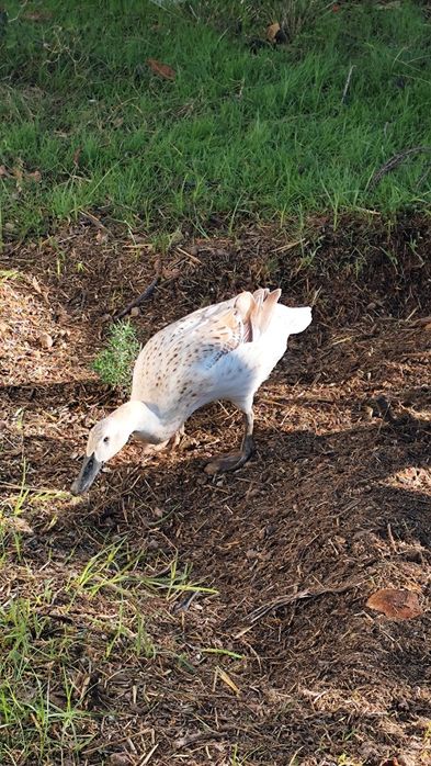 Bando de patos corredores