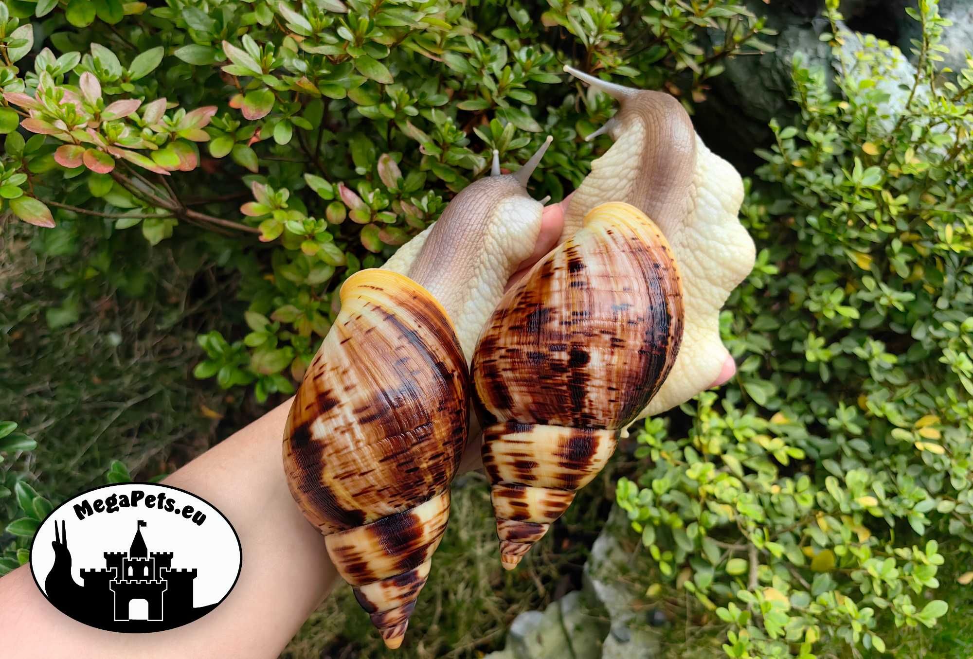 Ślimaki afrykańskie Lissachatina reticulata Achatina Archachatina