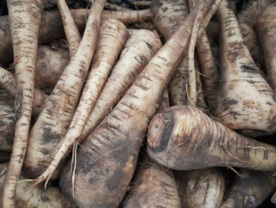 Pietruszka oraz pasternak sprzedam. Opakowanie 10kg