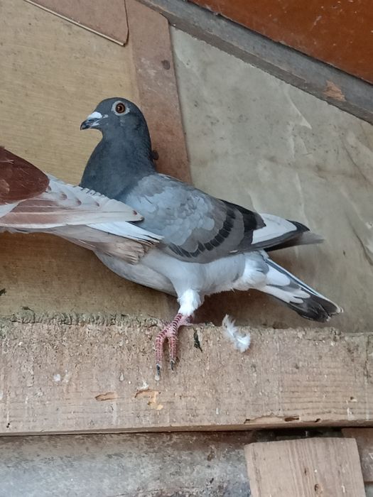 Gołębie pocztowe kolorowe