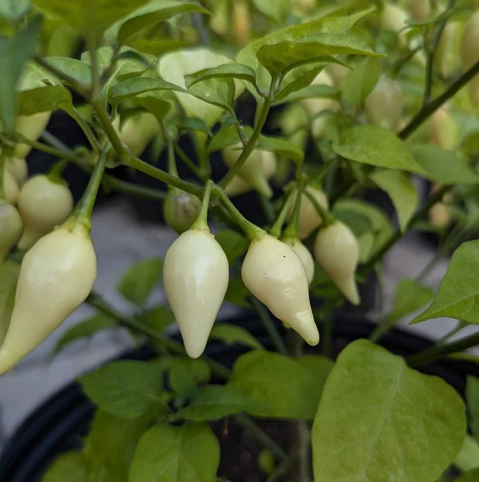 20 Sementes de Pimento Picante Biquinho Branco